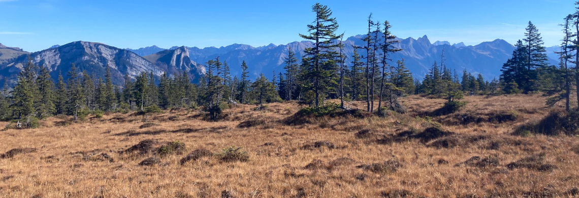 Foto des Moorgebiets mit Bäumen und Bergen im Hintergrund